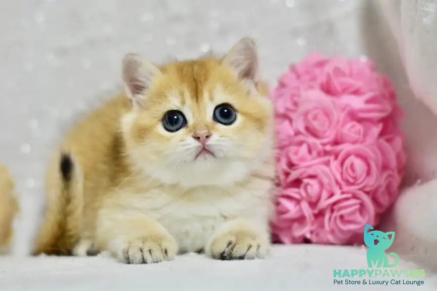 Eva British Shorthair female black golden shaded - live animals