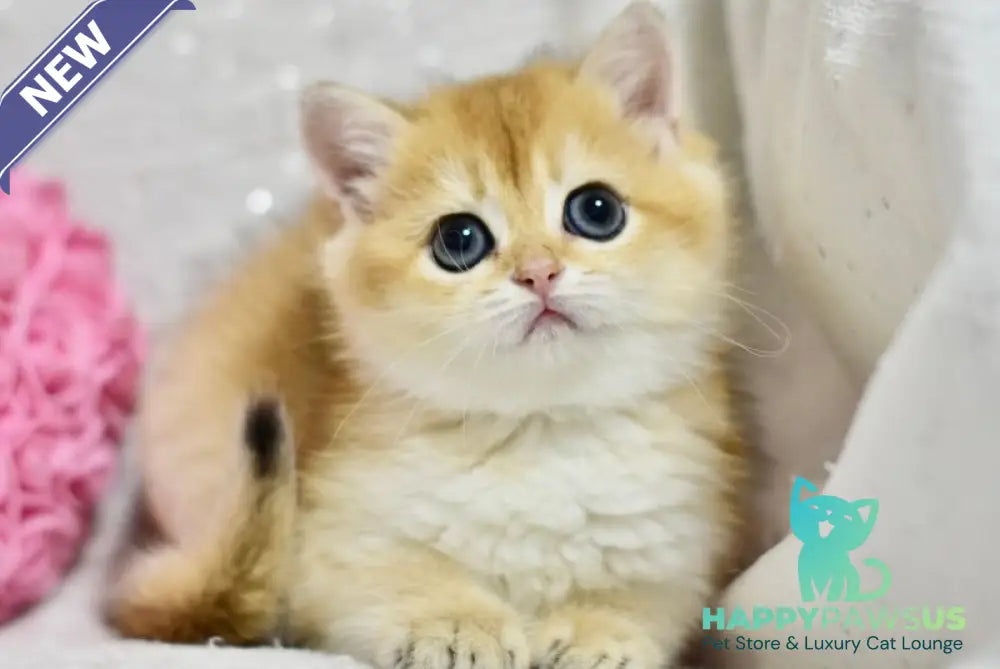 Eva British Shorthair female black golden shaded - live animals