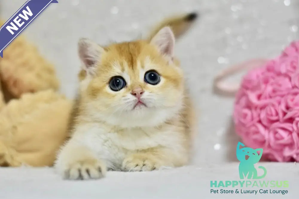 Eva British Shorthair female black golden shaded - live animals