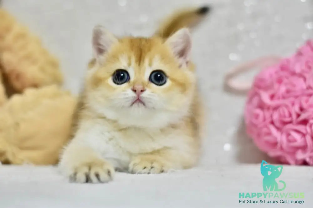 Eva British Shorthair female black golden shaded - live animals