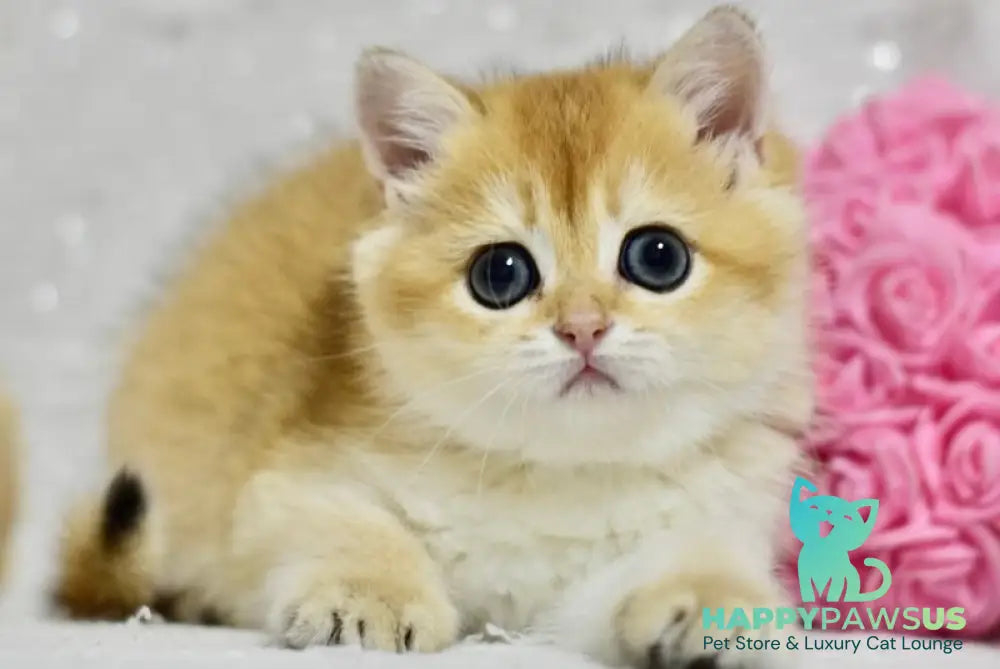 Eva British Shorthair female black golden shaded - live animals