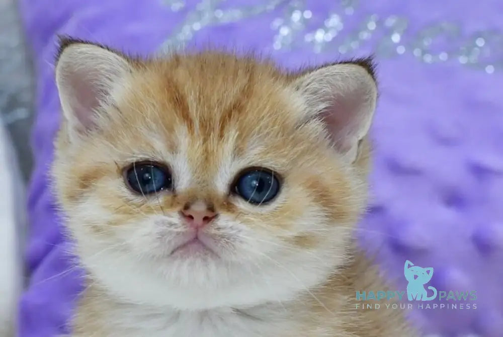 Eva British Shorthair female black golden spotted tabby live animals