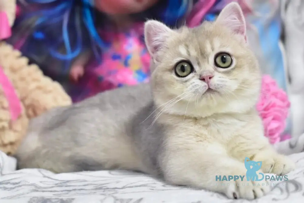 Eva British Shorthair female blue golden shaded live animals