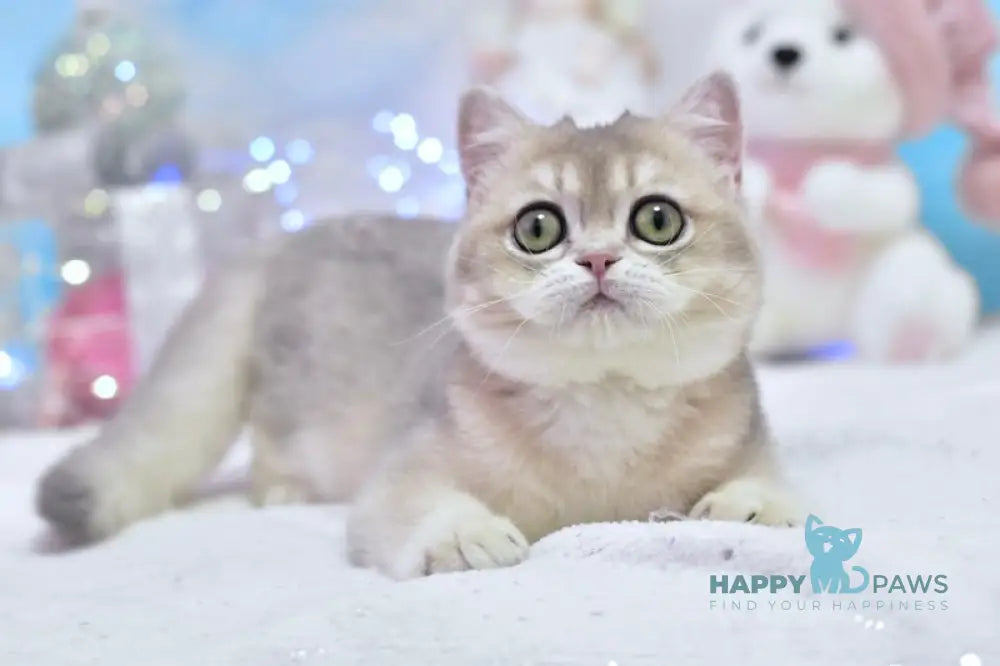 Eva British Shorthair female blue golden shaded live animals