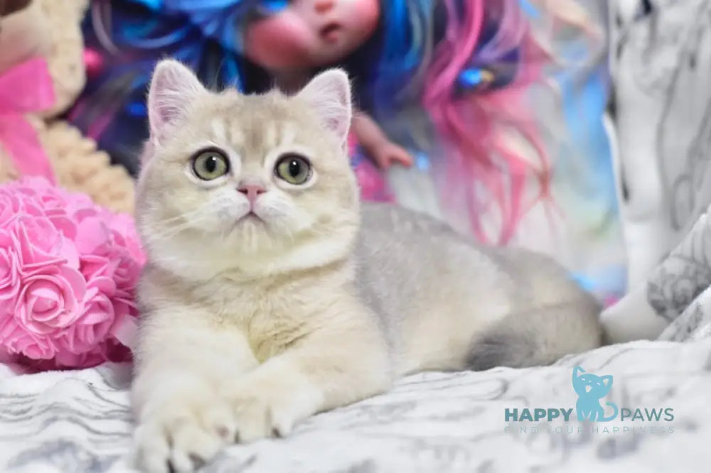 Eva British Shorthair female blue golden shaded live animals