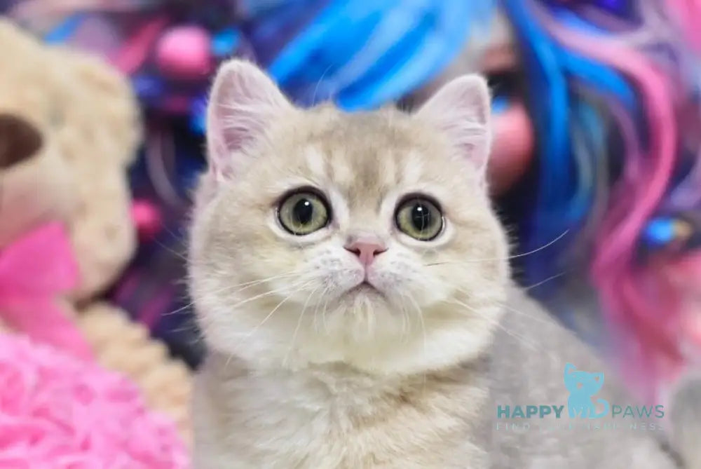 Eva British Shorthair female blue golden shaded live animals