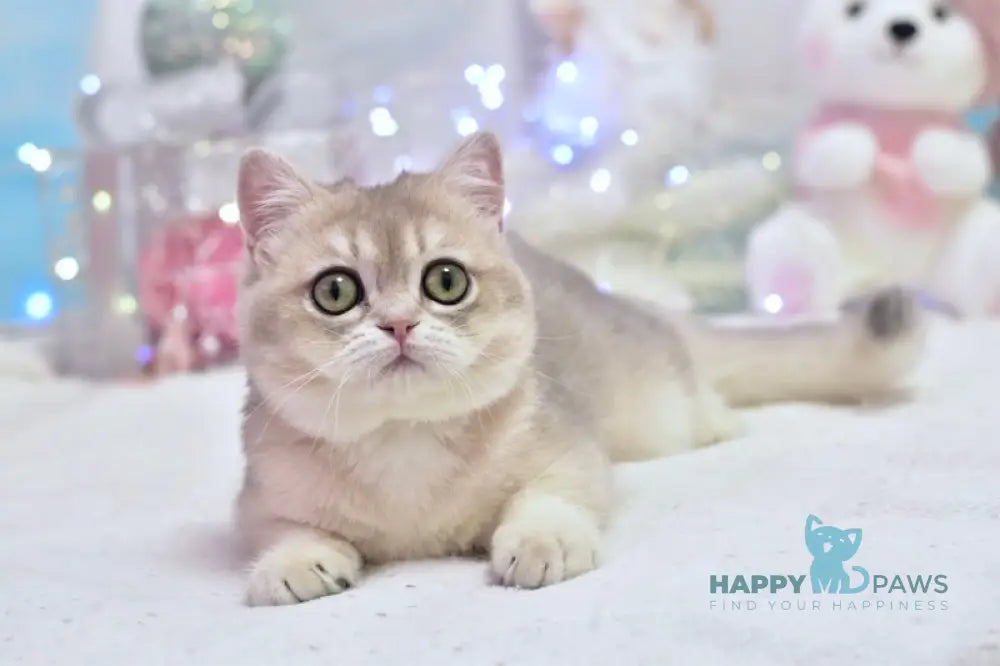 Eva British Shorthair female blue golden shaded live animals