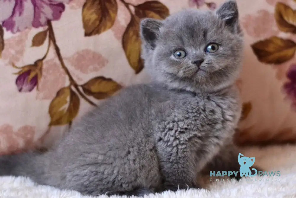 Eva British Shorthair female blue - live animals