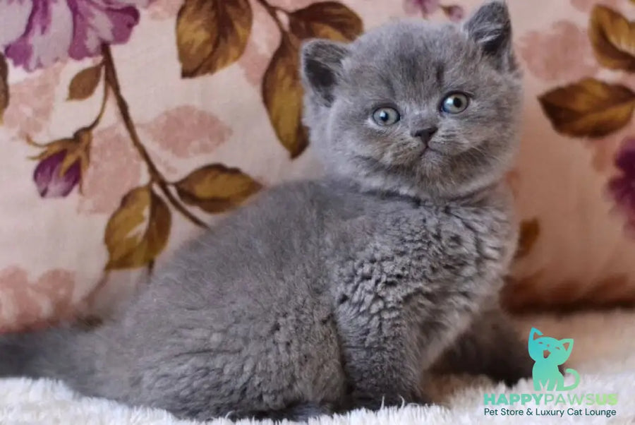 Eva British Shorthair female blue - live animals