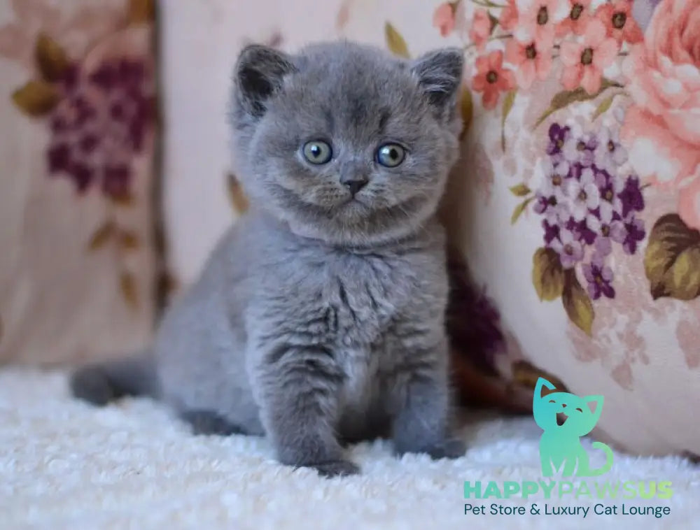 Eva British Shorthair female blue - live animals