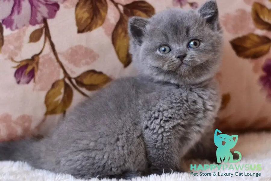 Eva British Shorthair female blue - live animals