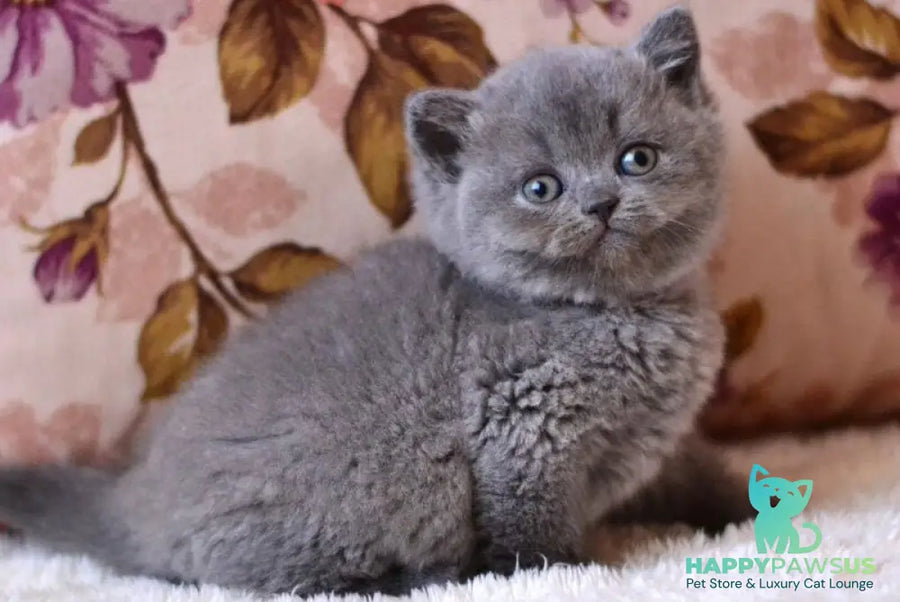 Eva British Shorthair female blue - live animals