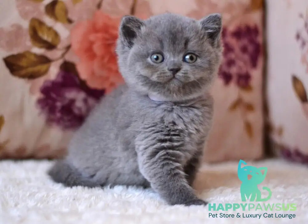 Eva British Shorthair female blue - live animals
