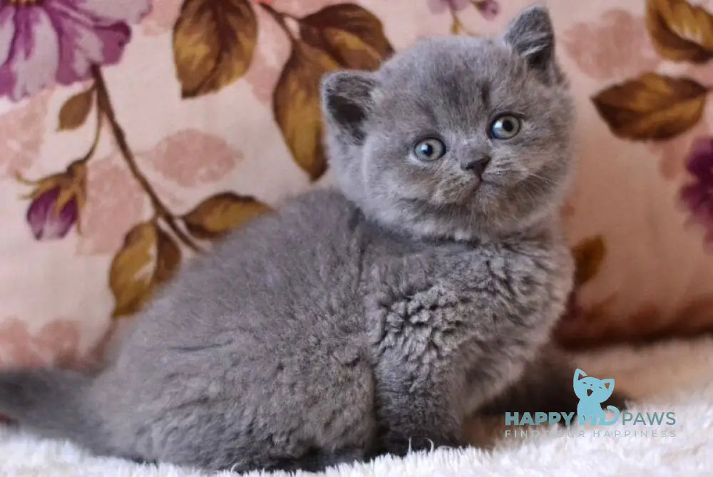 Eva British Shorthair female blue - live animals