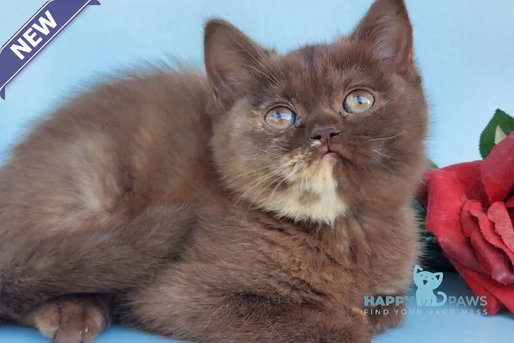 Eva British Shorthair female chocolate tortie live animals