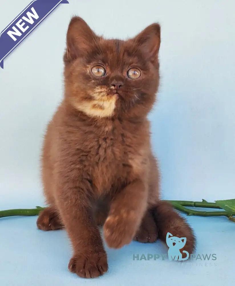 Eva British Shorthair female chocolate tortie live animals