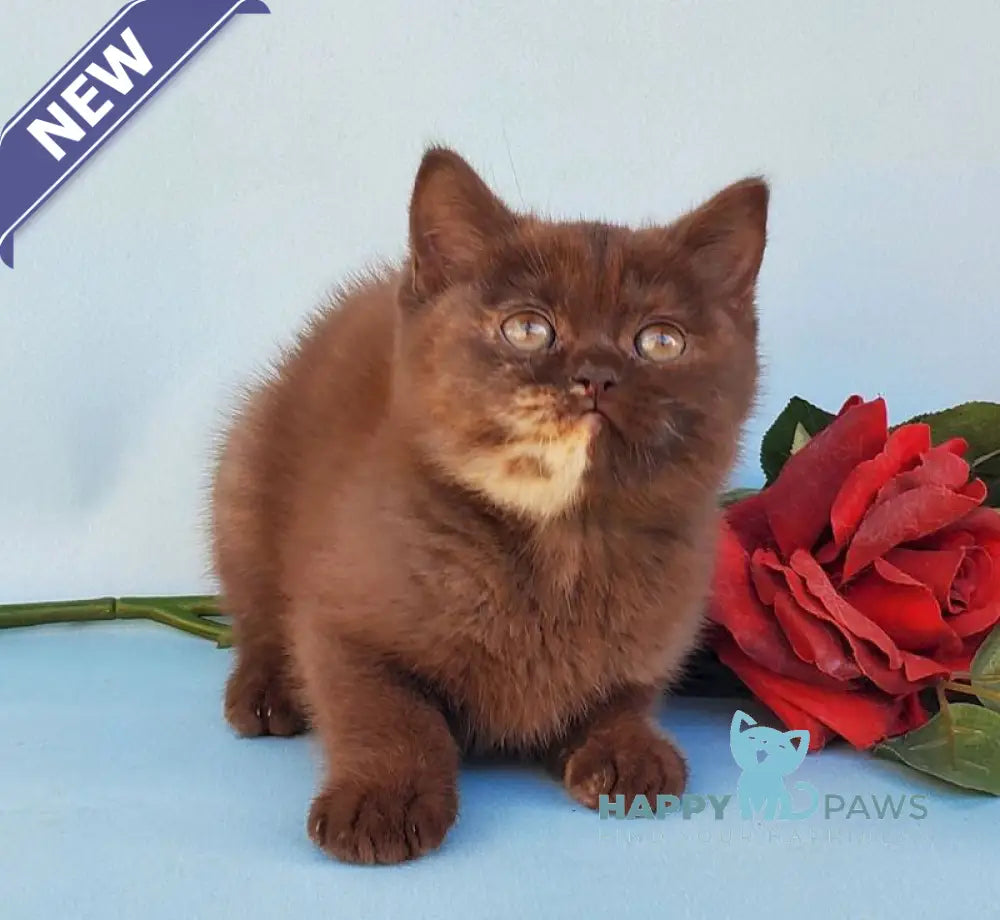 Eva British Shorthair female chocolate tortie live animals