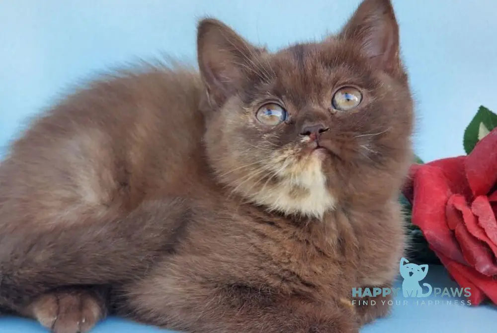 Eva British Shorthair female chocolate tortie live animals