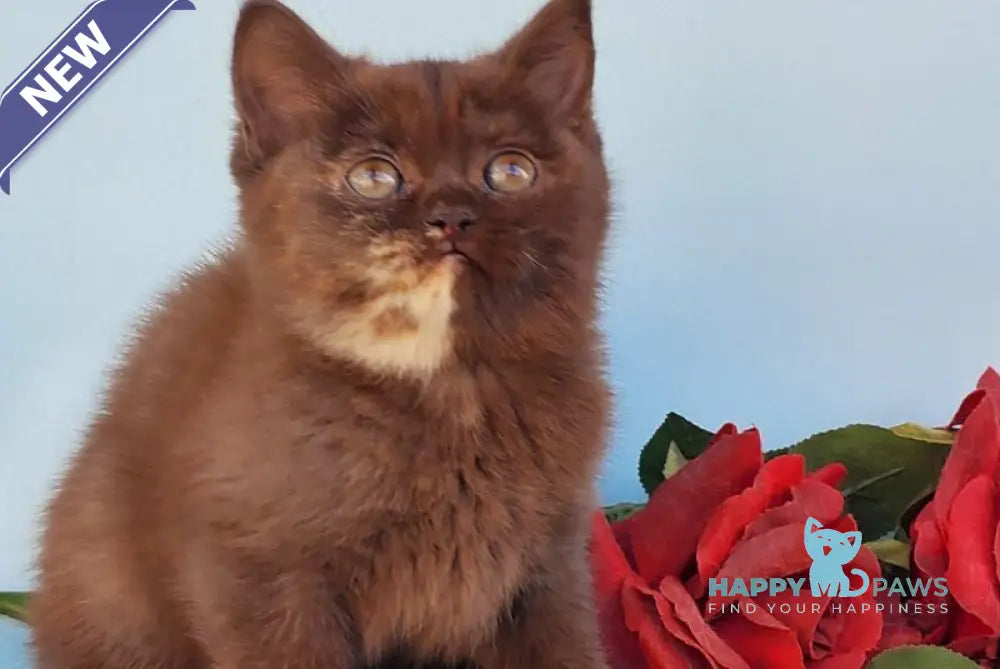 Eva British Shorthair female chocolate tortie live animals