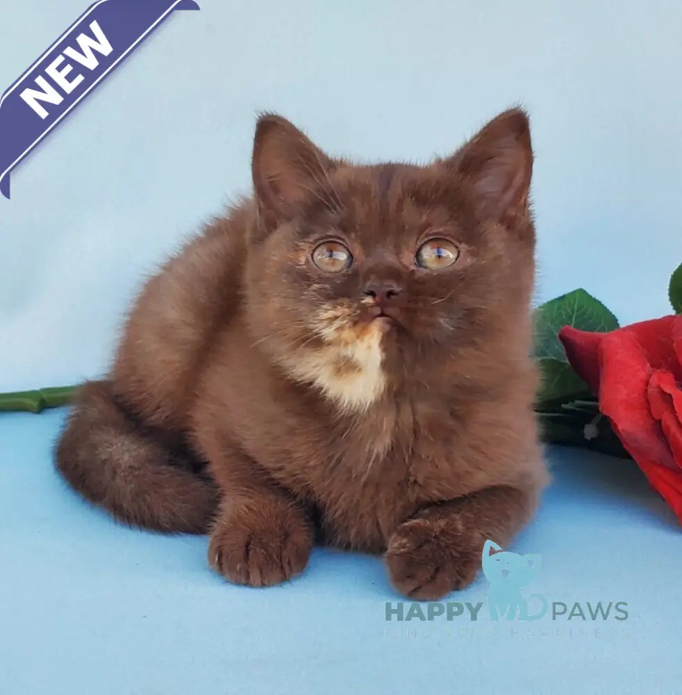Eva British Shorthair female chocolate tortie live animals