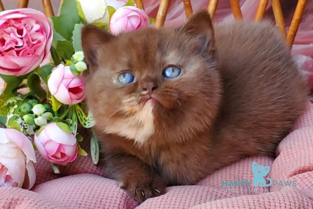 Eva British Shorthair female chocolate tortie live animals