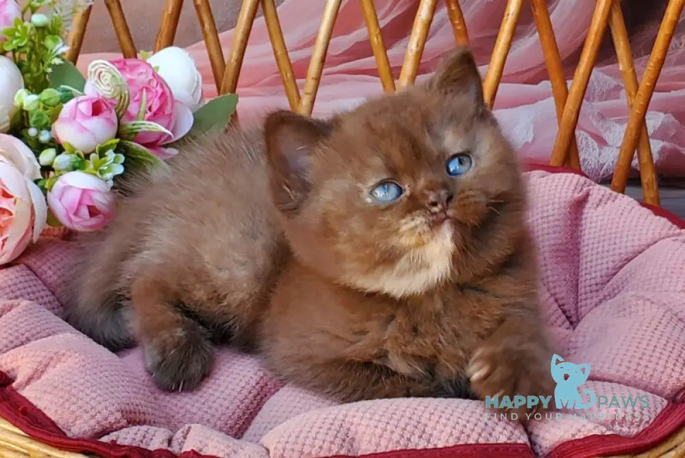 Eva British Shorthair female chocolate tortie live animals