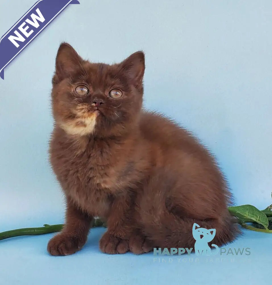 Eva British Shorthair female chocolate tortie live animals