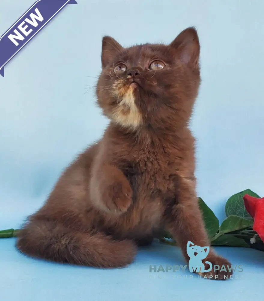 Eva British Shorthair female chocolate tortie live animals
