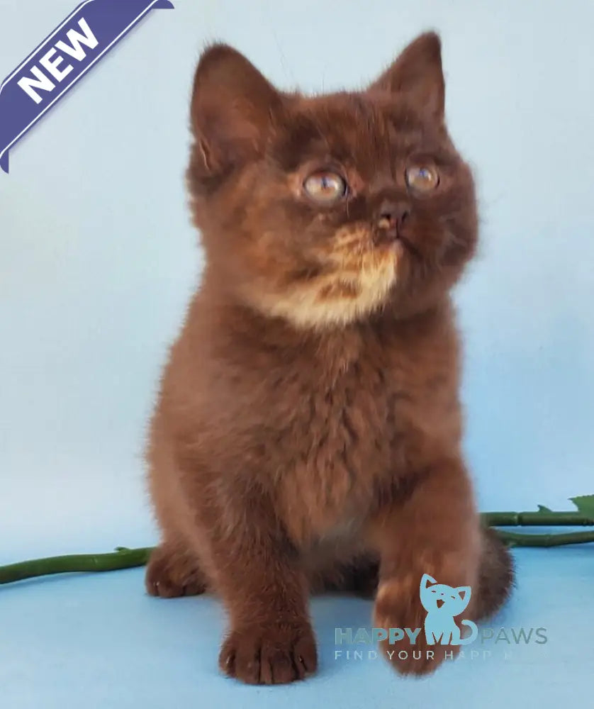 Eva British Shorthair female chocolate tortie live animals