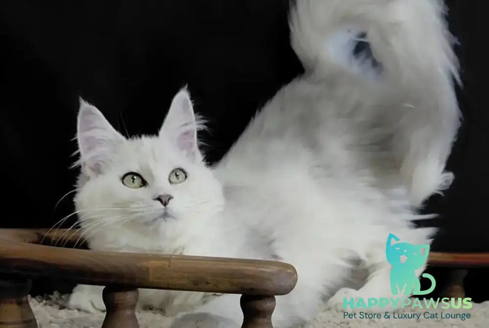 Eva Maine Coon female black silver shaded - live animals