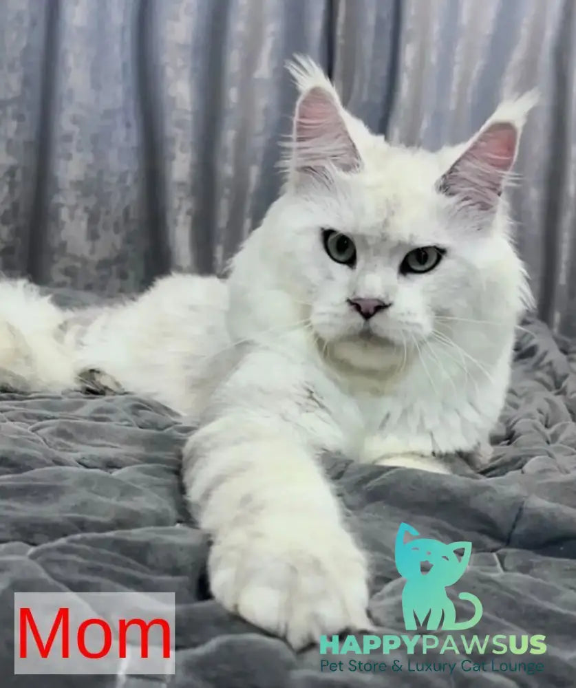 Eva Maine Coon female black silver shaded - live animals