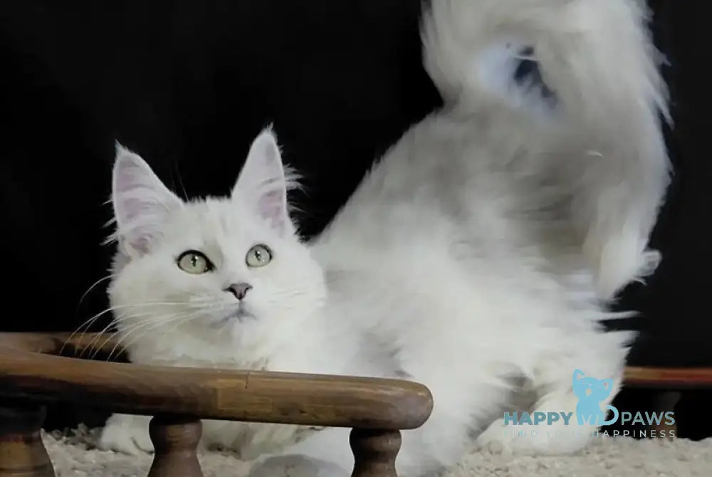 Eva Maine Coon female black silver shaded - live animals