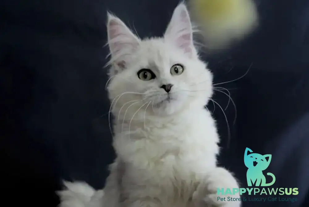 Eva Maine Coon female black silver shaded - live animals