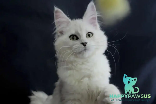 Eva Maine Coon female black silver shaded - live animals