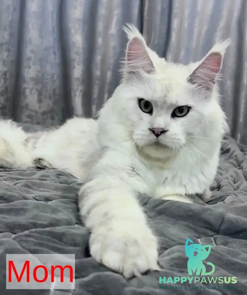 Eva Maine Coon female black silver shaded - live animals