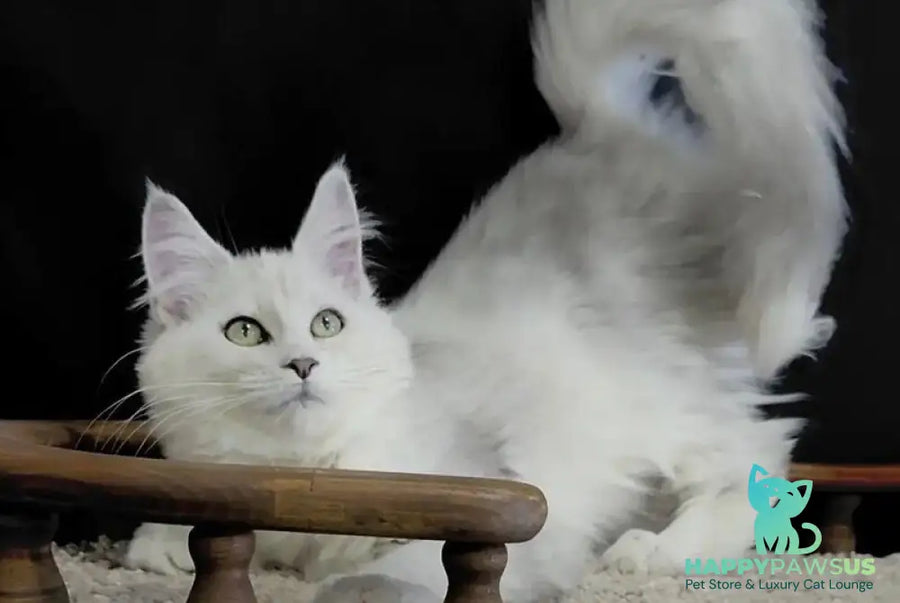 Eva Maine Coon female black silver shaded - live animals