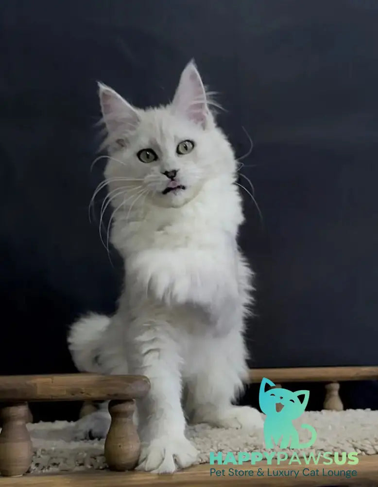 Eva Maine Coon female black silver shaded - live animals