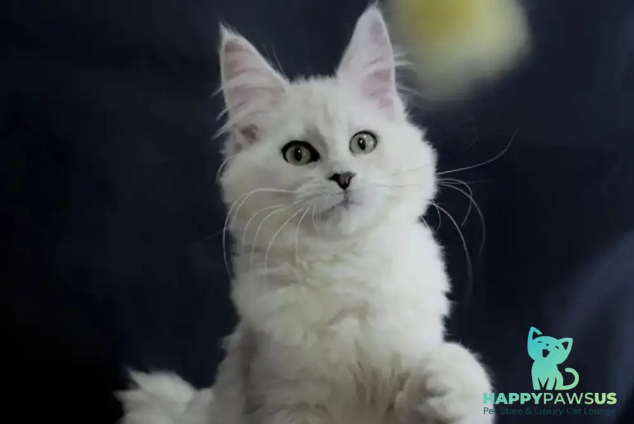 Eva Maine Coon female black silver shaded - live animals