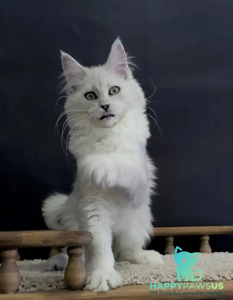 Eva Maine Coon female black silver shaded - live animals