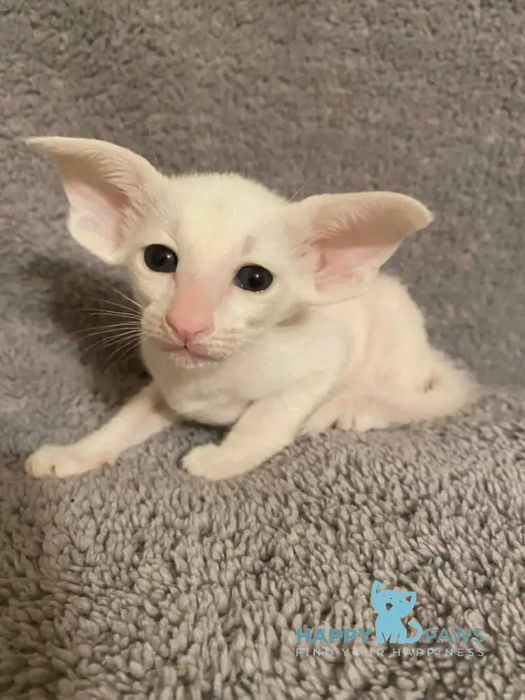 Eva Oriental Shorthair female white live animals