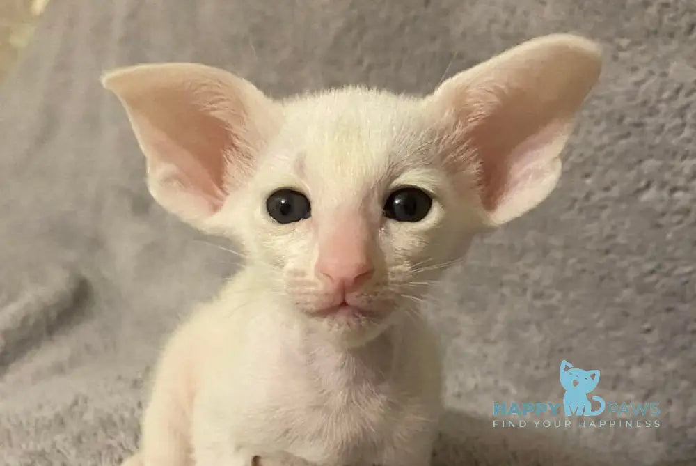 Eva Oriental Shorthair female white live animals