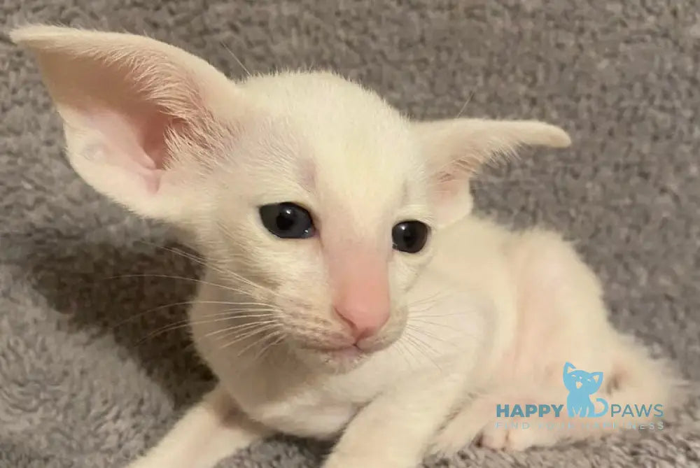 Eva Oriental Shorthair female white live animals