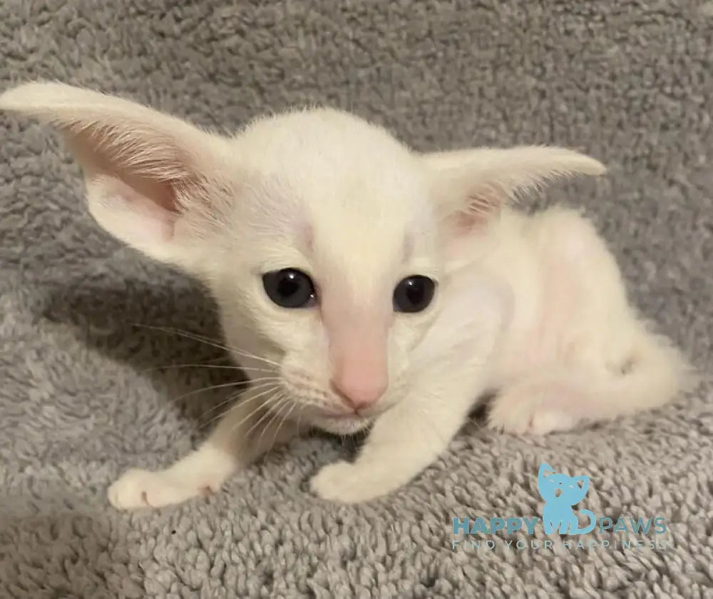 Eva Oriental Shorthair female white live animals