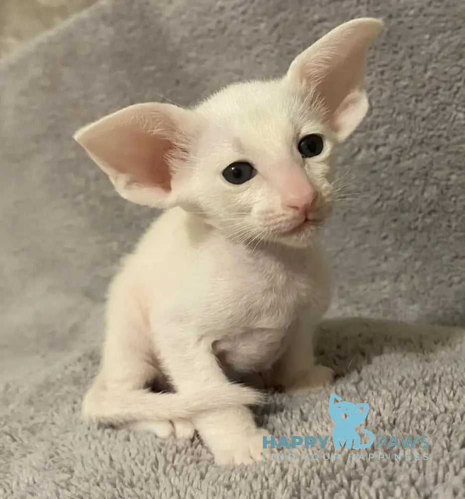 Eva Oriental Shorthair female white live animals