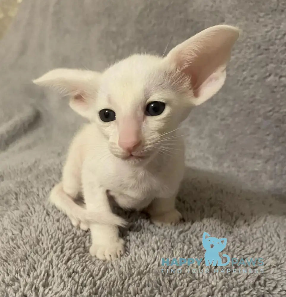 Eva Oriental Shorthair female white live animals