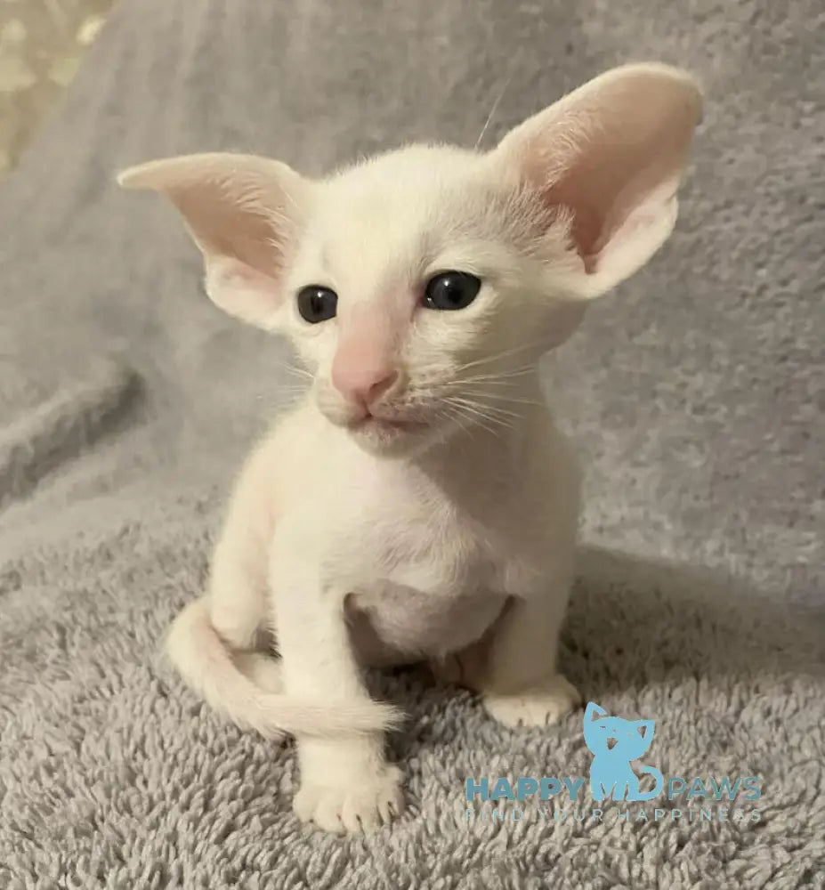 Eva Oriental Shorthair female white live animals