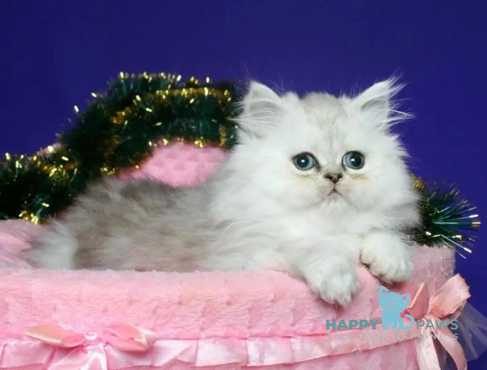 Eva Persian female black silver shaded live animals