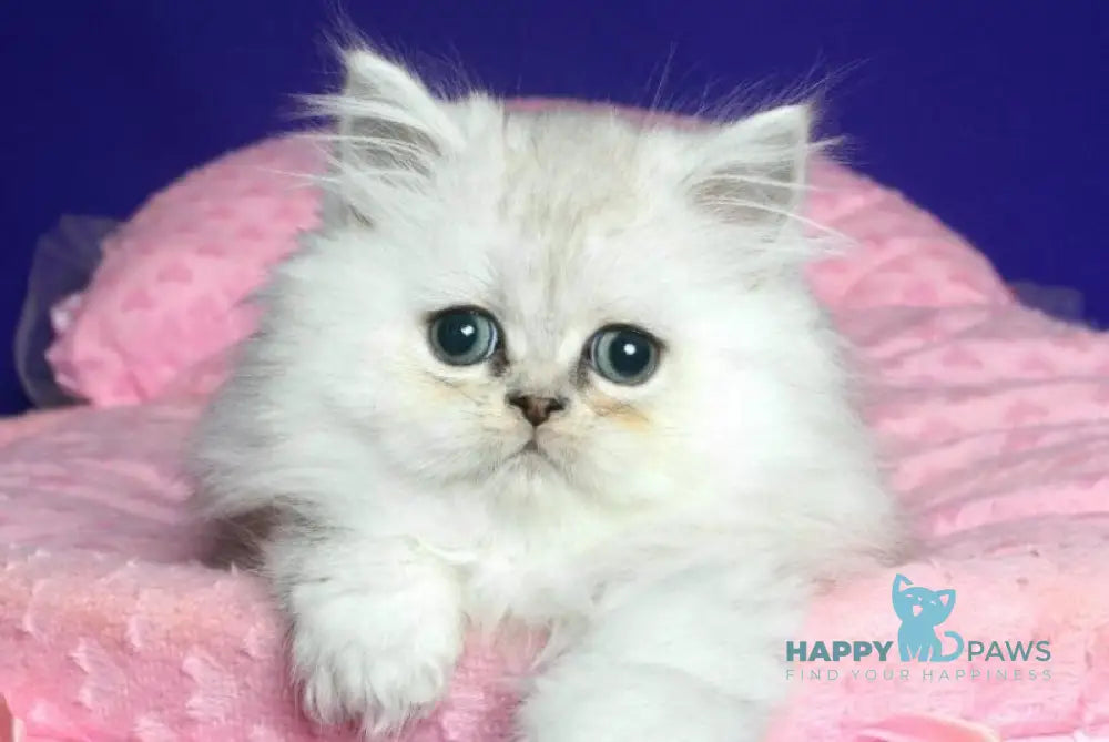 Eva Persian female black silver shaded live animals