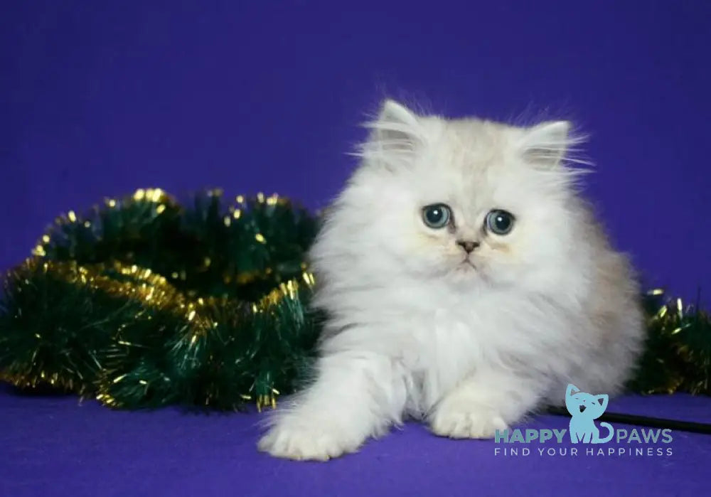 Eva Persian female black silver shaded live animals