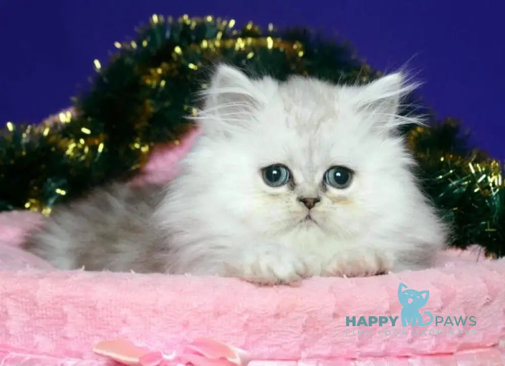 Eva Persian female black silver shaded live animals